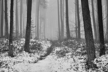leśna ścieżka ,mgła, czarno białe zdjęcie 