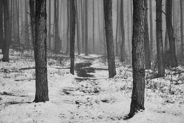 leśna ścieżka ,mgła, czarno białe zdjęcie 