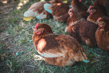 GALLINAS CAMPERAS EN EL CAMPO