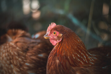 GALLINAS CAMPERAS EN EL CAMPO