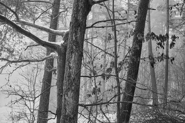 drzewa ,mgła, czarno białe zdjęcie 