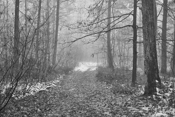 leśna droga ,mgła, czarno białe zdjęcie 