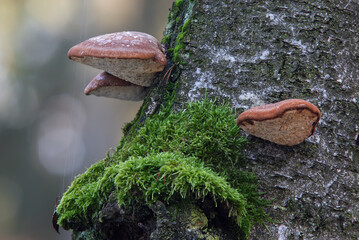 Fomitopsis betulina or Piptoporus betulinus growing on the trunk of a mature birch tree in a mixed...