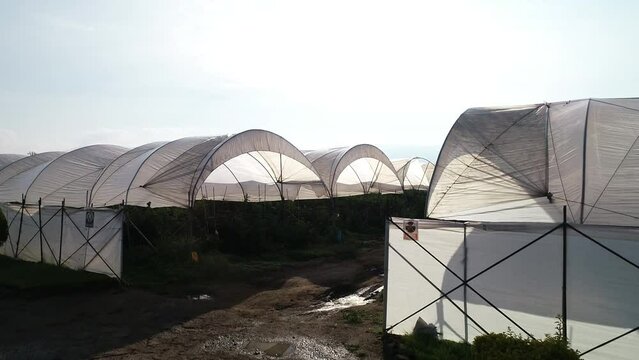 greenhouse with a greenhouse