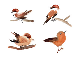 Watercolour hand painted bird. Set of birds on white background Bright illustration isolated element. Orange and brown colours feather. Nice for design and decoration card, cover, 