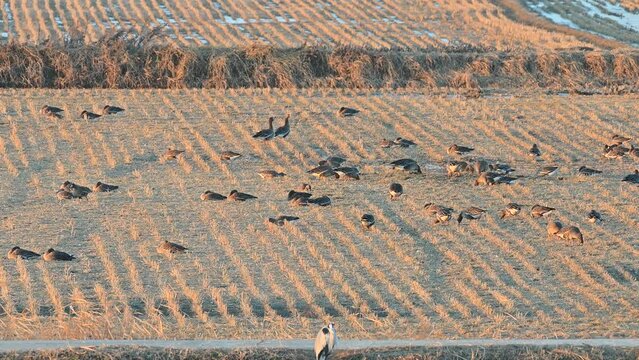 Feeding activities of migratory geese in Korea. Wild geese feeding in Gimpo rice field.
