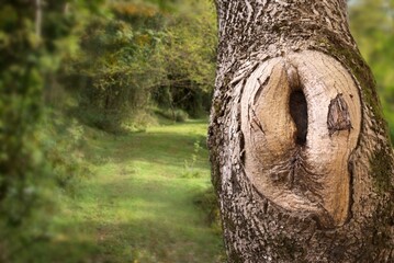A tree in the forest resembling female genitalia