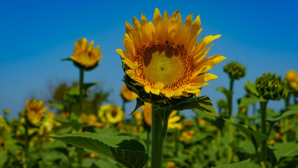 Summer landscape, sunny sunflowers