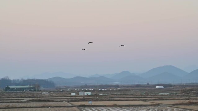 Feeding activities of migratory geese in Korea. Wild geese feeding in Gimpo rice field.
