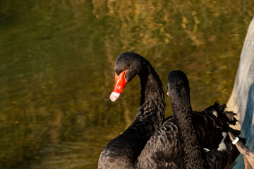 Black swan in a pond