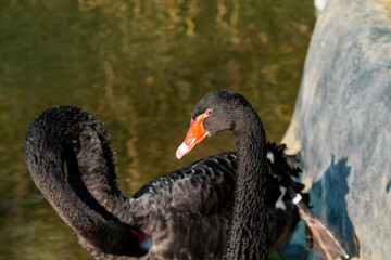 Black swan in a pond