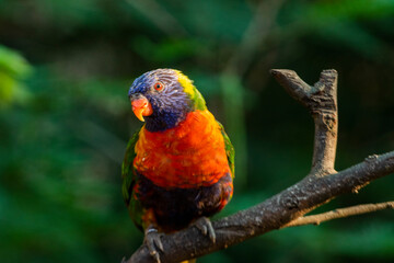 Loriini in the Chandigarh Bird Park