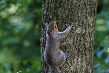 A stunning photo of a grey squirrel in the forest