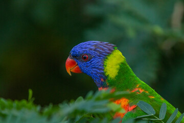 Loriini in the Chandigarh Bird Park