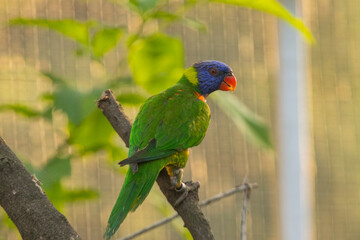 Loriini in the Chandigarh Bird Park