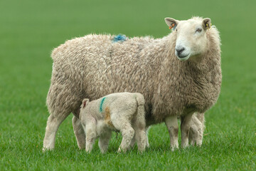 Close up of a mother sheep in Springtime, stood in green pasture with her two newborn lambs suckling.  Facing front. Copy space.   Horizontal.