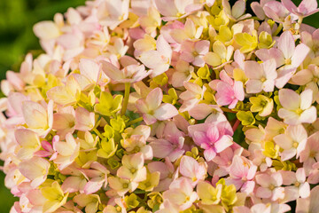 Hydrangea flowers in a park