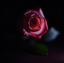Fototapeta na wymiar a single red rose with a dark background. Generative AI.