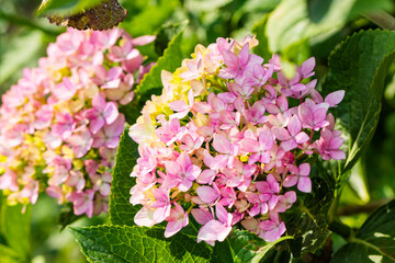 Hydrangea flowers in a park