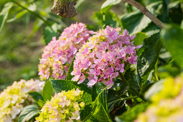 Hydrangea flowers in a park