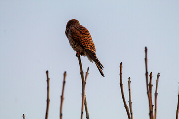 A baby Kestrel perched in a branch in the forest