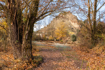 View of a forest with shrubs and deciduous trees on a mountain in Andalusia (Spain) on a cold winter morning