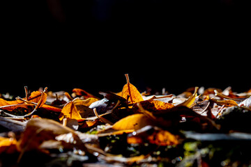 Fall yellow leaves on black background