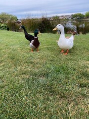 duck and ducklings