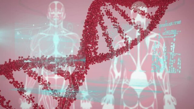 Animation of dna strand and data processing over human models on red background