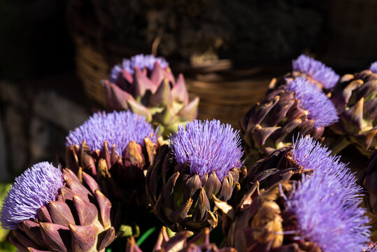 Globe Artichoke flower -Cynara Scolymus- , purple artichoke flowers background