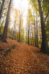 Sunset light illuminates a forest path covered with fallen autumn leaves. The magical atmosphere of the forest in November. Beskydy mountains, Czech republic