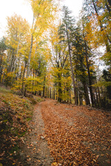 Fototapeta premium Sunset light illuminates a forest path covered with fallen autumn leaves. The magical atmosphere of the forest in November. Beskydy mountains, Czech republic