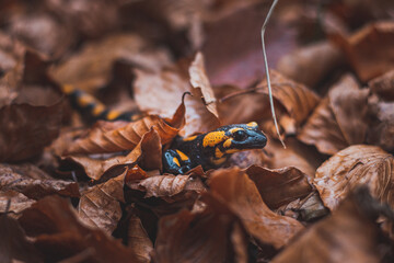 Close-up of the rare Fire salamander peeking out from behind the colourful autumn leaves. Fire salamander in its natural habitat. Beskydy mountains, Czech Republic