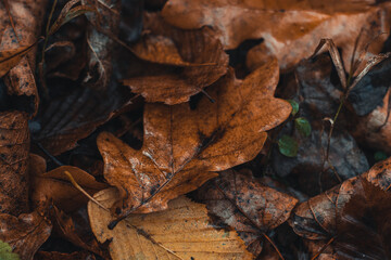 Background dark colored fallen oak leaves with a predominant orange-brown color in the autumn season. The end of one life and the beginning of a new one