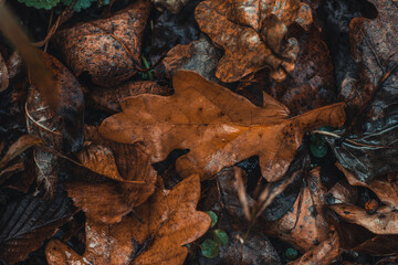 Background dark colored fallen oak leaves with a predominant orange-brown color in the autumn season. The end of one life and the beginning of a new one