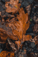 Background dark colored fallen leaves with a predominant orange-brown color in the autumn season. The end of one life and the beginning of a new one