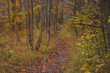Forest path leading through a fresh forest with yellow-red leaves falling. Leaves on the ground. Autumn season
