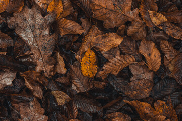 Background dark colored fallen leaves with a predominant orange-brown color in the autumn season. The end of one life and the beginning of a new one