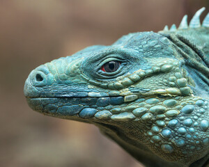 Blue Iguana profile close-up portrait headshot