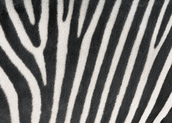 Fototapeta na wymiar Zebra Stripes with emphasis on striped pattern and texture of hair