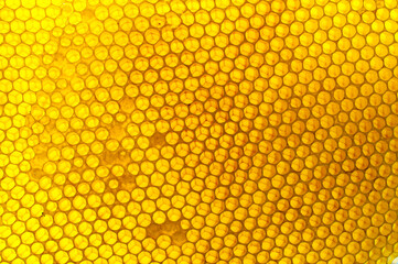 Background texture and pattern of a section of wax honeycomb from a bee hive filled with golden...