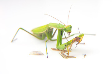 praying mantis eats a grasshopper close-up on a white background. Hunting in the world of insects. Prey for eating insects - obrazy, fototapety, plakaty