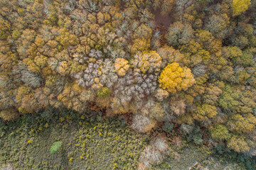 Naklejka na ściany i meble aerial drone view of an oak forest in autumn, season concept