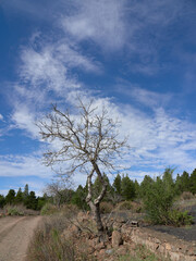 Fototapeta premium dry tree with cloudy blue sky