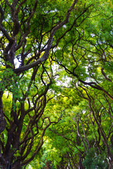 Jungle forest and thickets of tropical plants and trees with green foliage on the crowns. Natural green background.