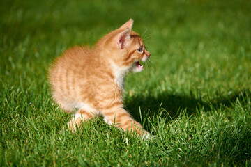 Naklejka na ściany i meble Little red kitten on the grass looking for help