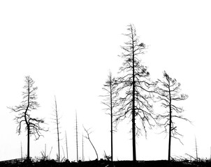 Silhouettes of bare trees