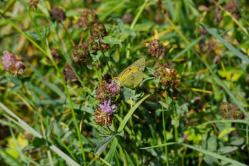 Clouded Yellow (Colias croceus) Butterfly perched on pink flower in Zurich, Switzerland
