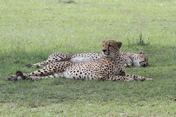 Cheetah brothers resting on green grass in the shade of a tree