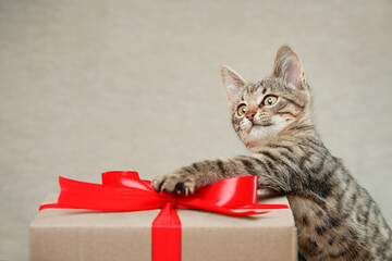 Cute funny kitten and gift box with ribbon. Studio shot from copy space.
